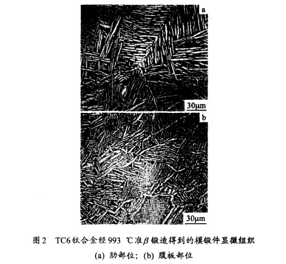 TC6钛合金经993℃准β锻造得到的模锻件显微组织(a) 肋部位;(b) 腹板部位 TC6钛合金经993℃准β锻造得到的模锻件显微组织(a) 肋部位;(b) 腹板部位